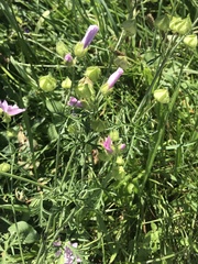 Malva moschata