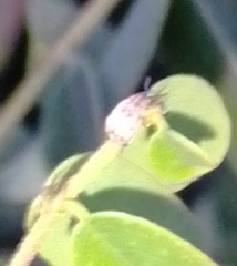 Acanthoscelides pallidipennis