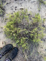 Dichanthelium meridionale