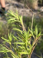 Dichanthelium meridionale