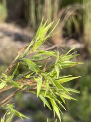 Dichanthelium meridionale