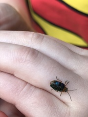 Gastrophysa polygoni