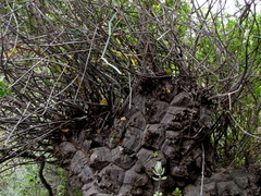 Dioscorea hemicrypta