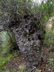 Dioscorea hemicrypta