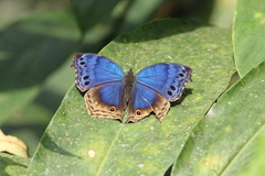 Protogoniomorpha temora