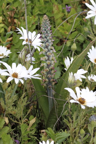 Image of Lachenalia obscura by (c) Karen Eichholz, some rights reserved (CC BY)