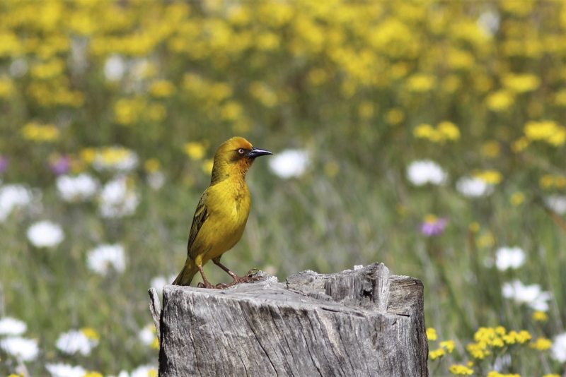 Cape Weaver (Ploceus capensis)