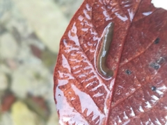 Limnobdella mexicana