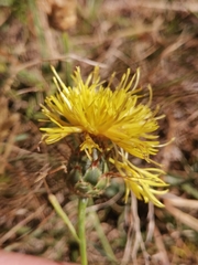 Centaurea rupestris