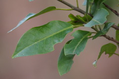 Ilex pedunculosa