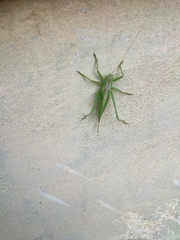 Tettigonia cantans