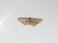 Eupithecia inturbata