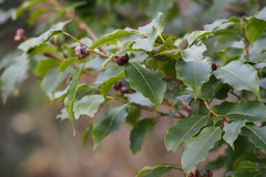 Ilex pedunculosa