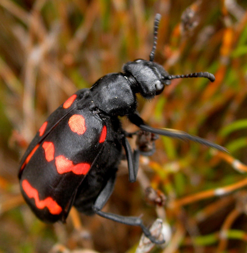 Sixteenspot Blisterbeetle