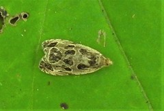 Olethreutes tilianum