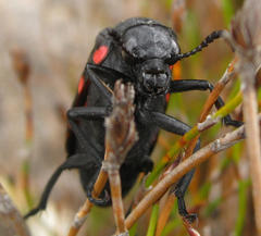 Hycleus sedecimguttatus