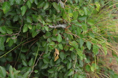 Carpinus turczaninovii