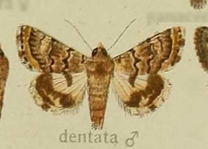 Armada dentata