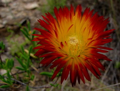 Drosanthemum bicolor