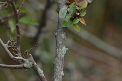 Carpinus turczaninovii