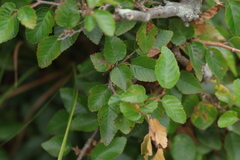 Carpinus turczaninovii