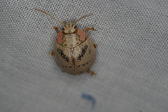 Paropsis latona