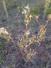 Tragopogon ucrainicus