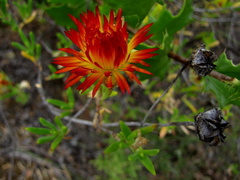 Drosanthemum bicolor