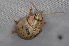 Paropsis latona