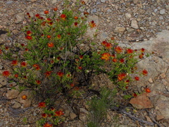Drosanthemum bicolor