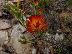 Drosanthemum bicolor