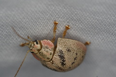 Paropsis latona