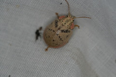 Paropsis latona