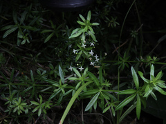Galium uliginosum