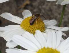 Halictus tumulorum