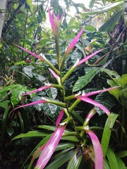 Guzmania wittmackii