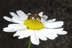 Halictus tumulorum