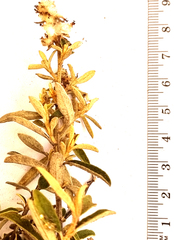 Tarchonanthus minor