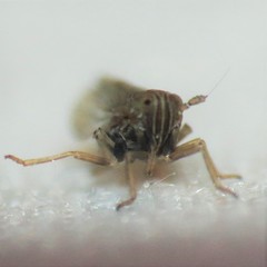 Metadelphax propinqua