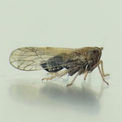 Metadelphax propinqua