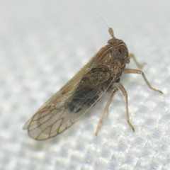 Metadelphax propinqua