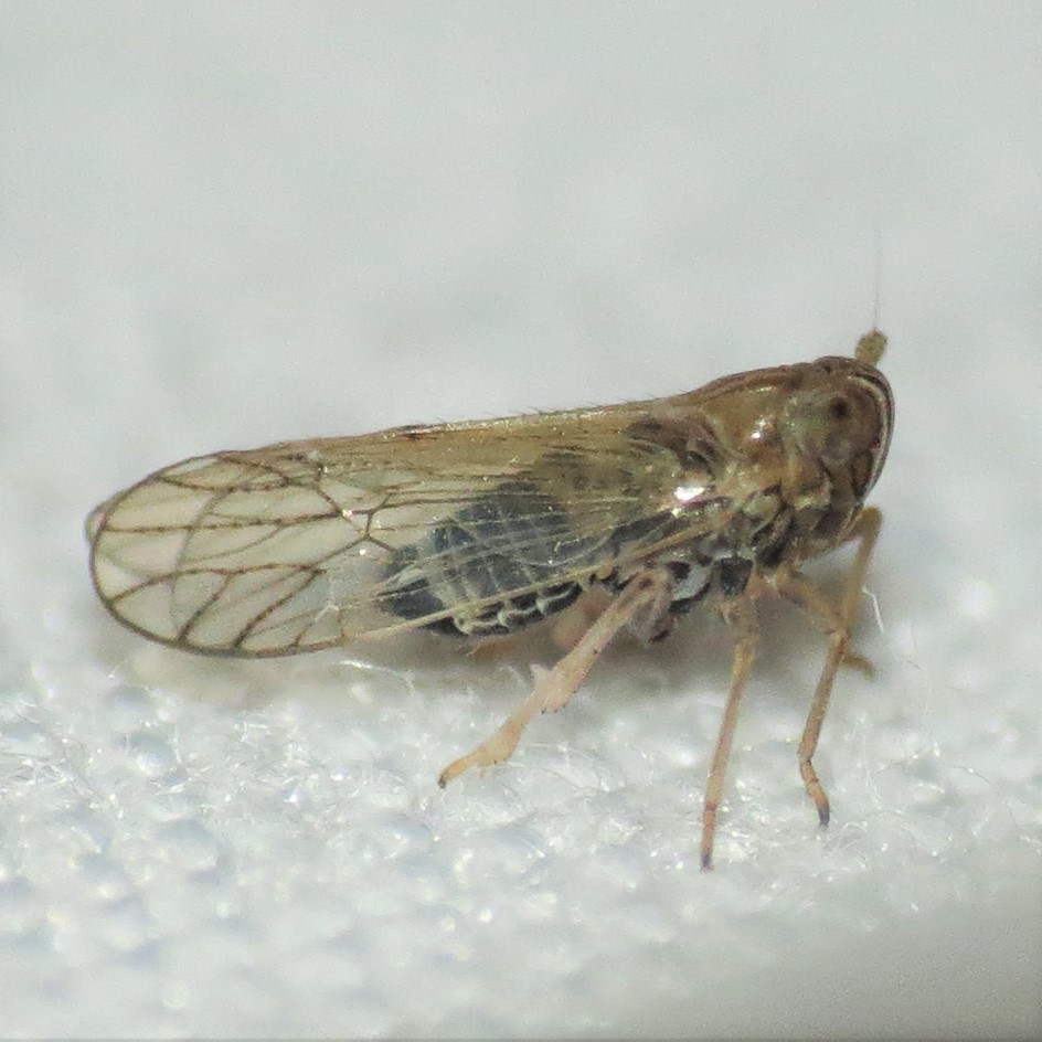 Metadelphax propinqua