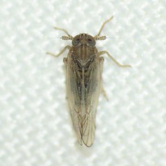 Metadelphax propinqua