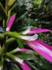 Guzmania wittmackii