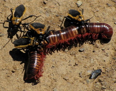 Ectrichodia crux