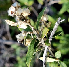 Tarchonanthus minor