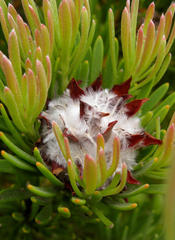 Leucadendron dregei