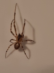 Zygiella x-notata