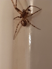 Zygiella x-notata
