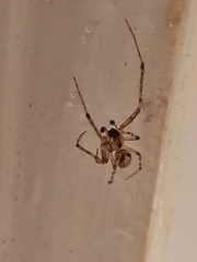 Zygiella x-notata
